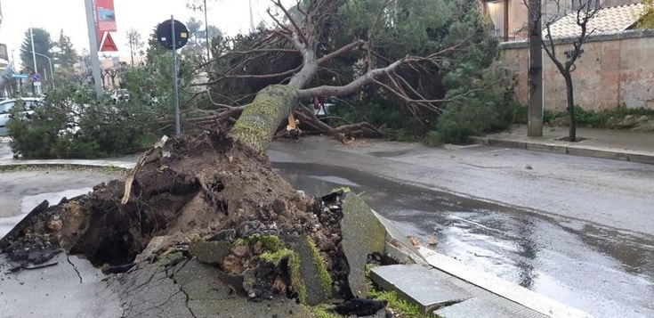 Maltempo in Puglia, pino secolare si abbatte su un'auto ad Altamura: nessun ferito