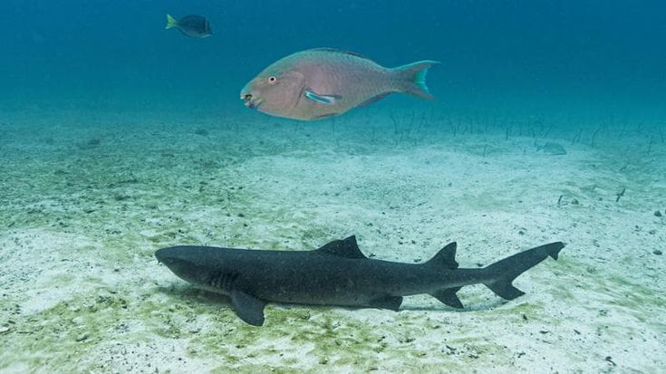 Greenpeace, appello pro Galapagos: “Subito la riserva marina mondiale attorno all'arcipelago: le flotte pescherecce mondiali lo cingono d'assedio"
