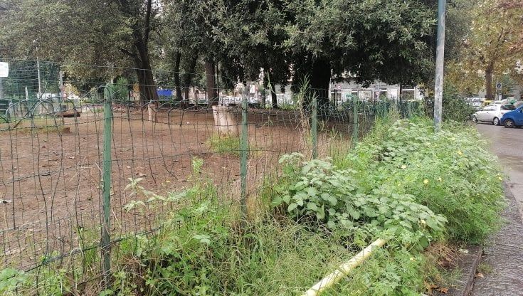 Vomero, 18 nuovi platani in via Giordano: "Ma qui e all'Arenella il verde è senza cura"