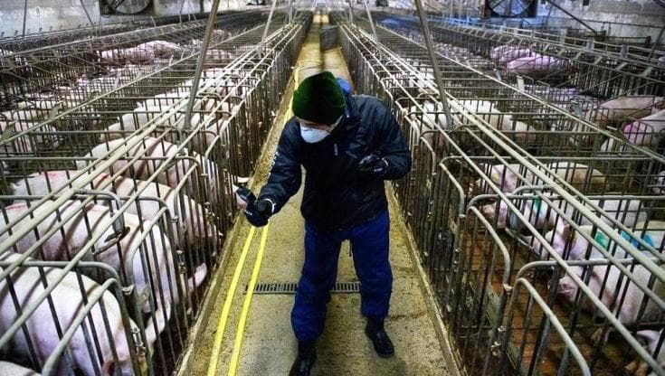 Contro la peste suina trekking, pesca e caccia con obbligo di disinfettare