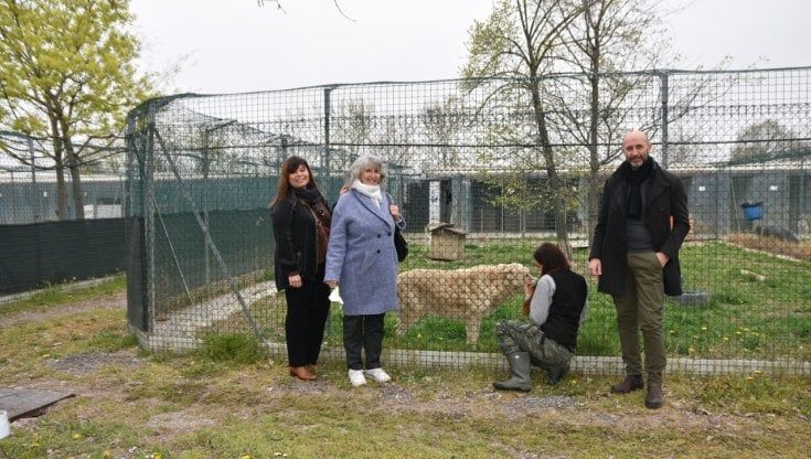 Pareti isolanti a resistenza termica, finestre a vasistas e lampade riscaldanti: più comfort nel canile di Parma