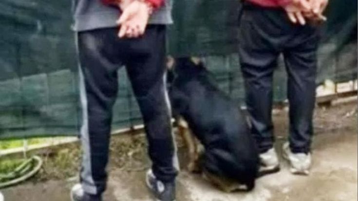 Aggrediscono i carabinieri e gli aizzano contro il cane per difendere l’amico: 5 arrestati
