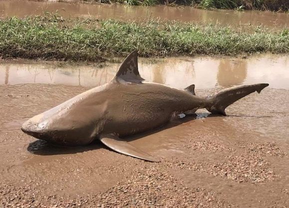 Sharknado in Australia, il ciclone Debbie scarica uno squalo in mezzo alla strada