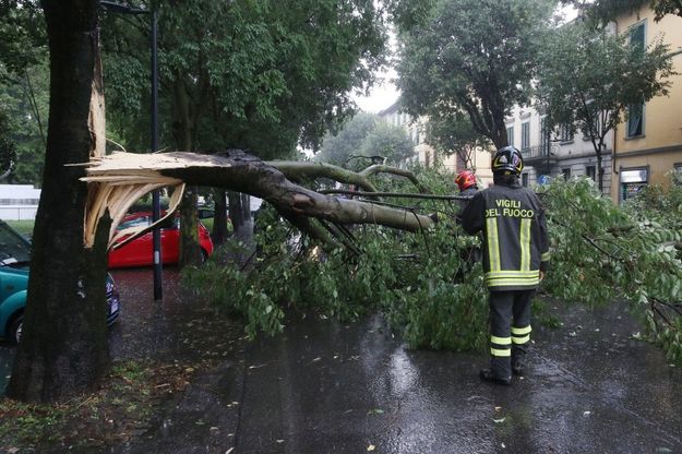 Firenze, crolla albero in viale Giannotti 