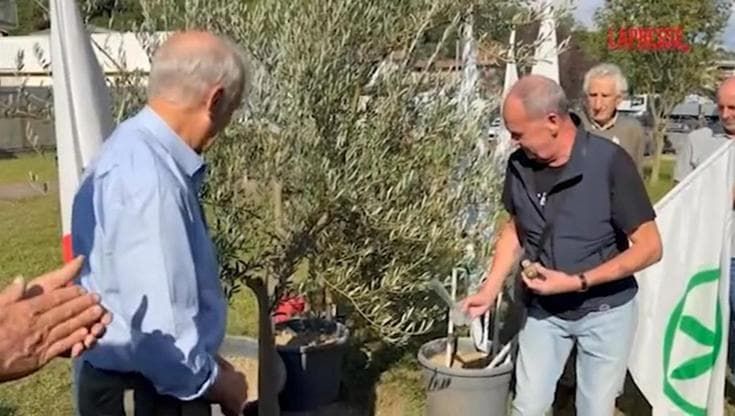 Pontida, un ulivo per la pace nella Lega. Calderoli: "È Bossi, lo innaffio con l'acqua del Po"