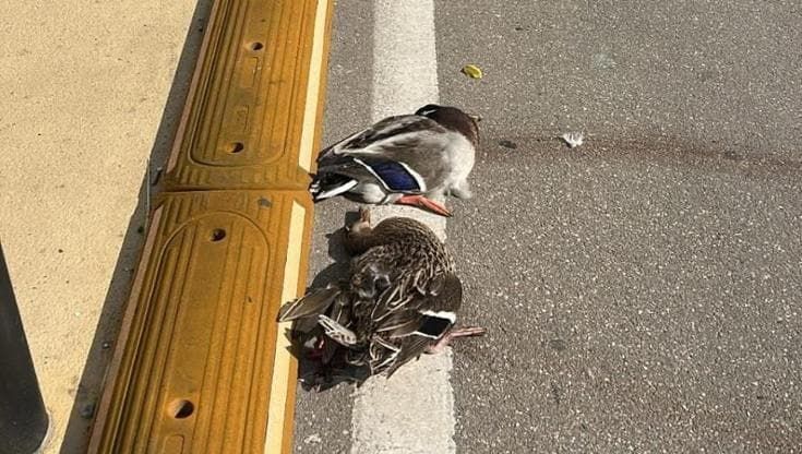 Salento, tre germani reali uccisi da un'auto. La Lipu denuncia: “Fatto grave e che si ripete spesso”