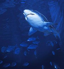 Se l'oceano  &egrave; un gioco da bambini