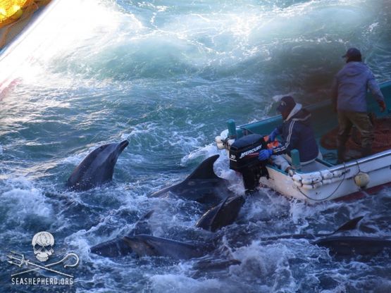Giappone, la strage dei delfini: in campo anche Yoko Ono