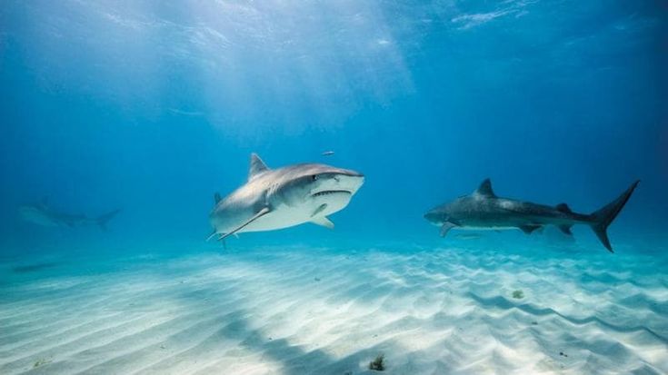 Squali positivi a cocaina e caffeina alle Bahamas