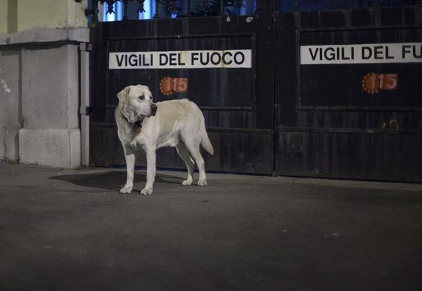 Le foto ricordo di Ruben, il cane pompiere di Milano 
