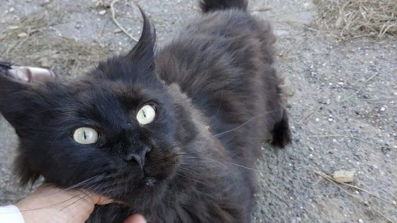 Roma, gatto abbandonato nell'ex ospedale trova casa dopo l'appello social della Asl 