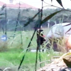Cerignola, picchiano una prostituta per imporle il pizzo: tre ragazze finiscono in carcere