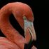 Il segreto del fenicottero è il colore rosa, un regalo dell’evoluzione