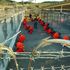 Guantanamo, 