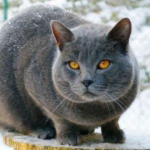 Una "taglia" da 10 mila euro sul killer di gatti