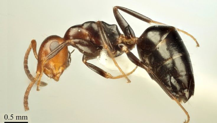 Scoperta in Italia nuova specie di formiche arboricole