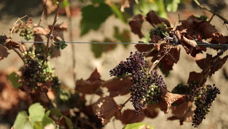 Peggiora la siccità in Europa, con danni soprattutto per l’agricoltura