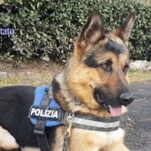"Cani poliziotto al gelo nella caserma di Bologna"