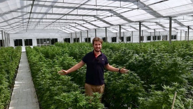 Cannabis, a Grottaglie il progetto di agricoltura sostenibile e hi-tech: "La coltivo e vendo in tutta Italia per creare una filiera green"