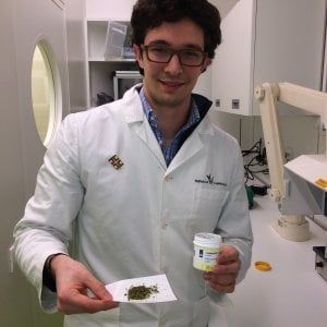 Cannabis di Stato, il primo farmacista che la venderà: "Prezzi più bassi di quella olandese"