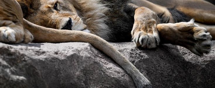 Biodiversità, dalle farfalle ai camosci: in Italia 600 specie a rischio