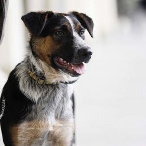 Brescia, 22enne colto da un malore in casa: il cane lo salva abbaiando per ore per chiedere aiuto