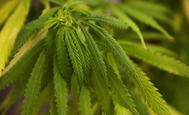 Bologna, l'assessore Monti: <br />s&igrave; alla cannabis legale