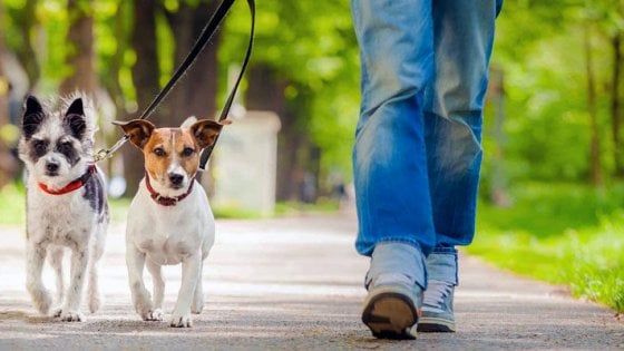 Settimo Torinese: sì alla passeggiata con il cane ma a non più di 300 metri da casa