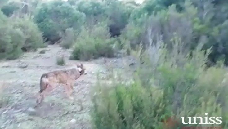 Radiocollare a due lupi del parco di San Rossore