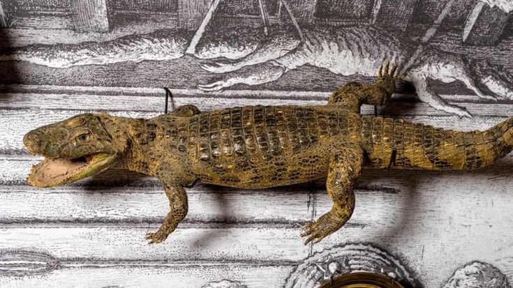 L’arte del collezionismo si mette in mostra a Venezia