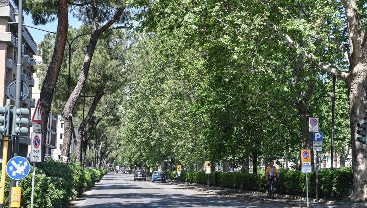 “Non abbatteteli”: le notti in viale Redi a Firenze per proteggere gli alberi