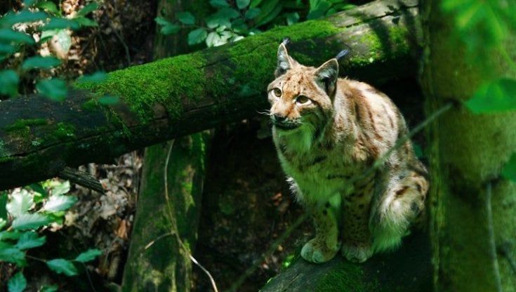 Slovenia, avvistati mamma lince e i cuccioli: "Un successo per il ripopolamento"
