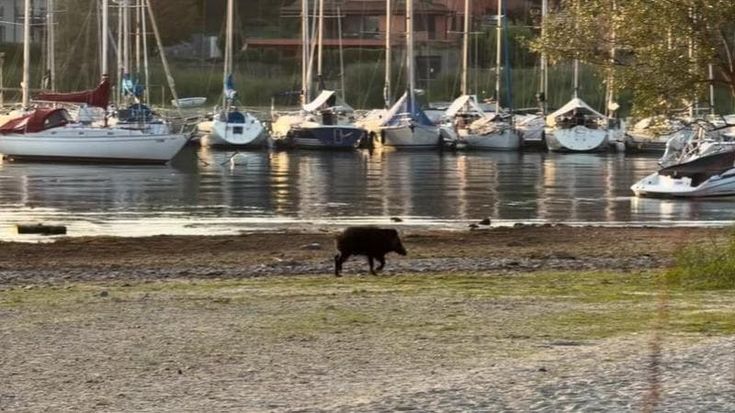 Caldo record nel Varesotto: un cinghiale corre verso il lago in cerca di acqua e refrigerio