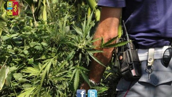 Montelupo, piante di marijuana al circolo del golf