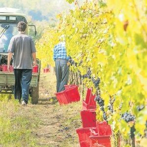 Il “Bio” corre anche senza sconti e tiene a galla l’intero food&beverage