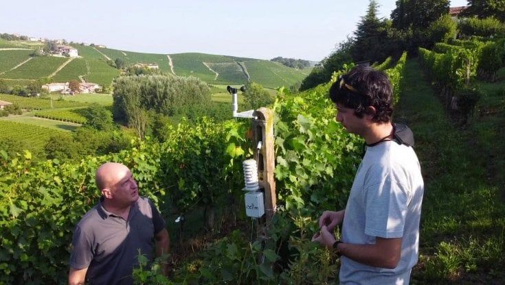 Digitale e coltivatori, l’alleanza inedita per salvare le vigne con le sentinelle web