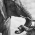 Wildlife Photographer of the Year, il vincitore italiano: “Quanto dolore in quella foto”