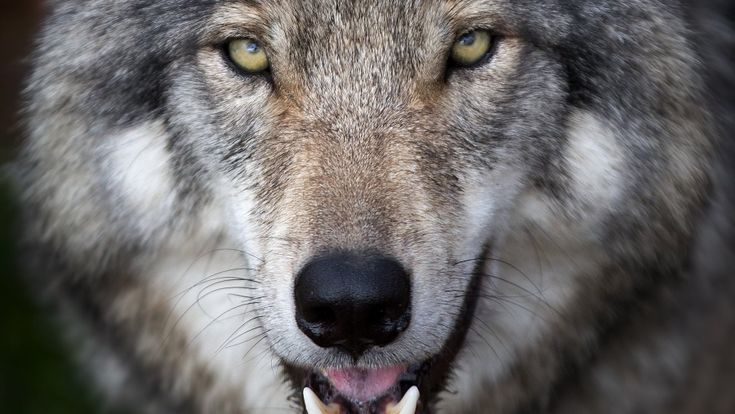 L’animale che mi porto dentro/3. Balliamo ancora coi lupi