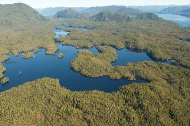 British Columbia, la Foresta del Grande Orso è salva: siglato storico accordo