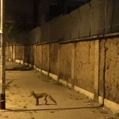Roma, per le strade di Pineta Sacchetti c'è una volpe