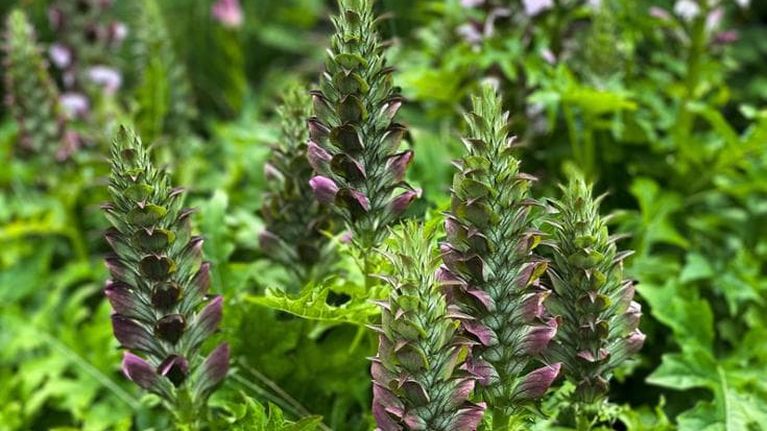 Acanto: tutto su coltivazione, cura e fioritura