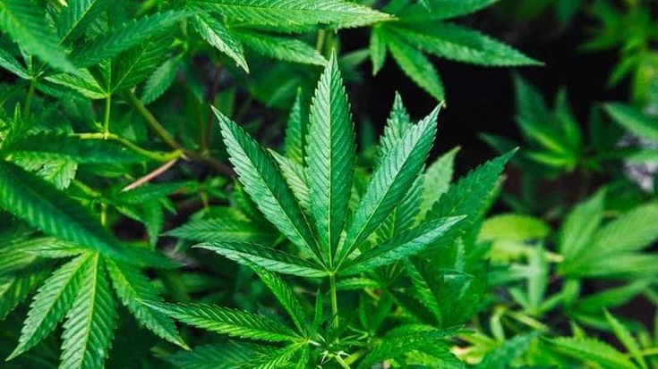 Mappa del consumo di droghe in base alle acque reflue: Fidenza spicca per la cannabis