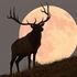 La Luna piena del Cervo, la forza della natura e i riti contadini del cibo