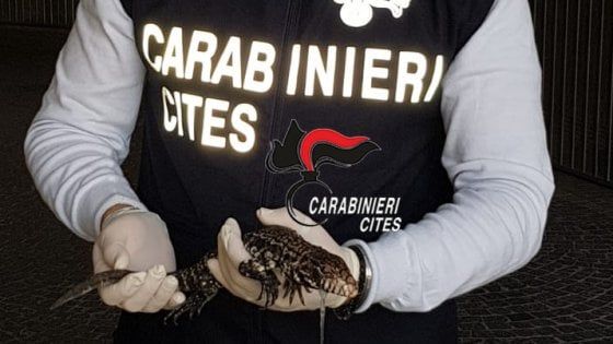 Caserta, i carabinieri trovano un serpente Tegu argentino abbandonato