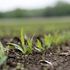 Monsanto punta a Syngenta: un'altra big vuole scappare dal Fisco Usa