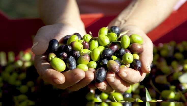 Olio nuovo, produzione in aumento del 15% e qualità ottima. Ma il cambiamento climatico pesa