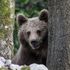 L'orso M49 si avvicina a una roulotte: spari in aria per allontanarlo