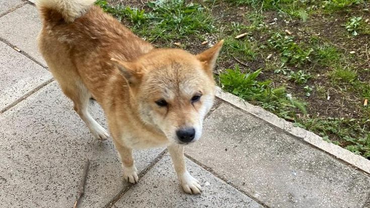 Cane muore investito da un furgone pirata in Casentino, l'appello a eventuali testimoni