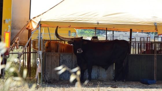 Taranto, irruzione al circo Orfei: gabbie aperte, nella calca un toro si ferisce