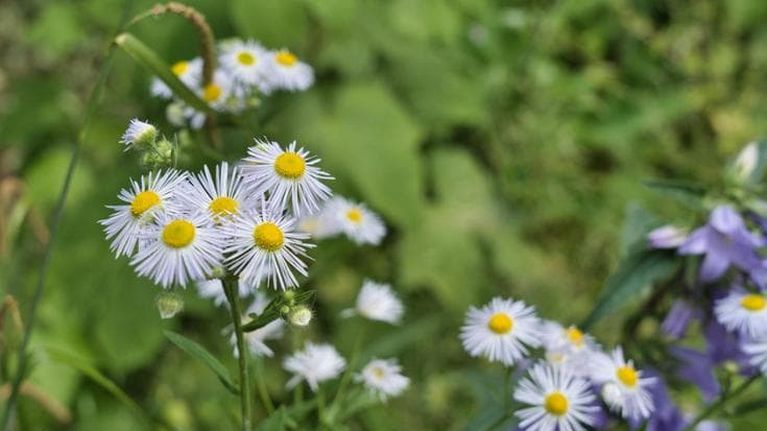 Le nostre città caldissime sono palestre perfette per le piante invasive